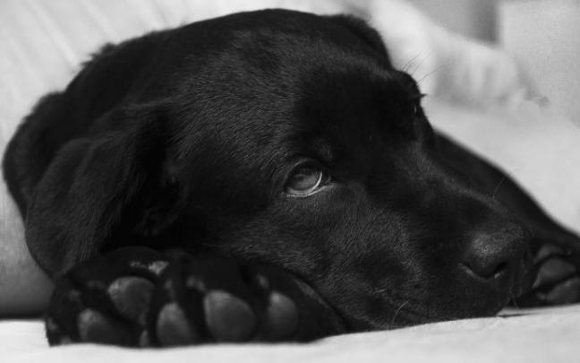 La apatía, el cansancio excesivo y el decaimiento son algunos síntomas que muestras los perros afectados por el gusano del corazón. La apatía, el cansancio excesivo y el decaimiento son algunos síntomas que muestras los perros afectados por el gusano del corazón.