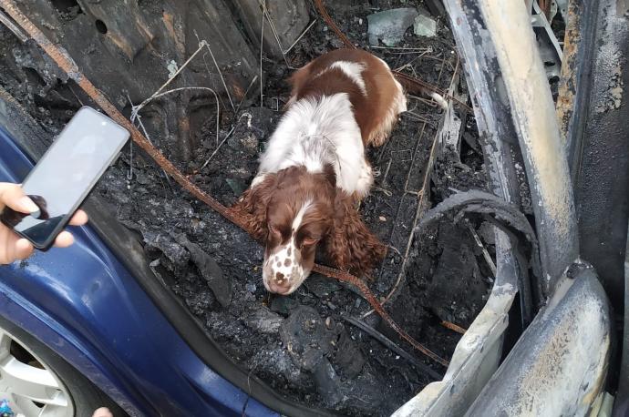 La unidad canina, en plena faena.