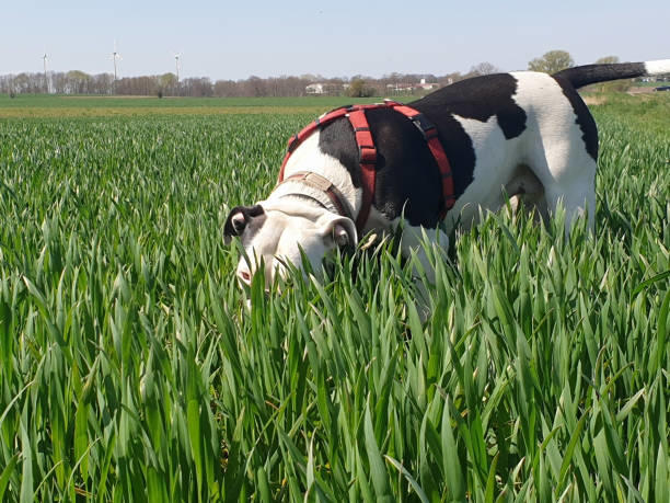 Aparece un nuevo perro envenenado en Zabalgana