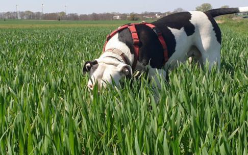 Aparece un nuevo perro envenenado en Zabalgana