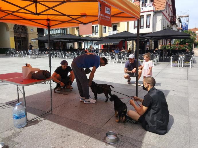 Algunos de los perros que se mostraron ayer en la plaza San Nicolás de Algorta.