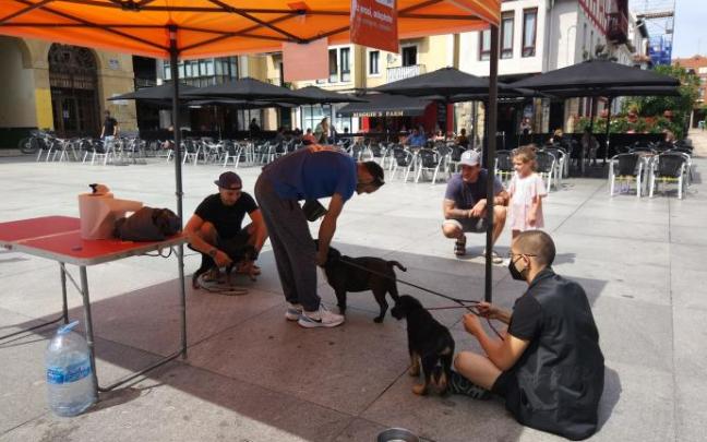 Algunos de los perros que se mostraron ayer en la plaza San Nicolás de Algorta. Algunos de los perros que se mostraron ayer en la plaza San Nicolás de Algorta.