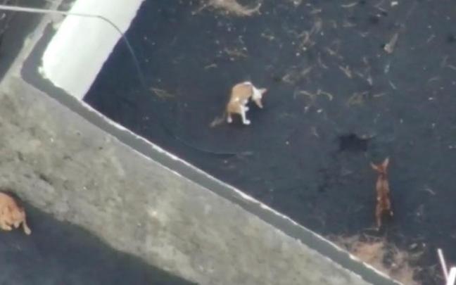 Los perros atrapados.