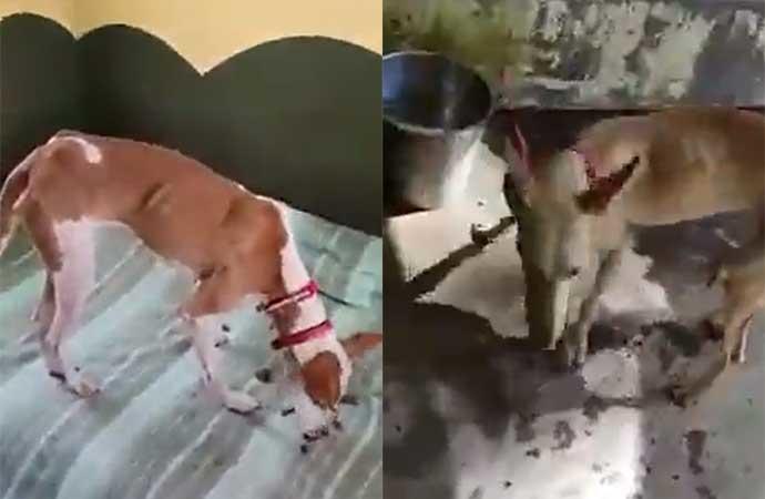 Difunden imágenes de los supuestos perros rescatados en La Palma