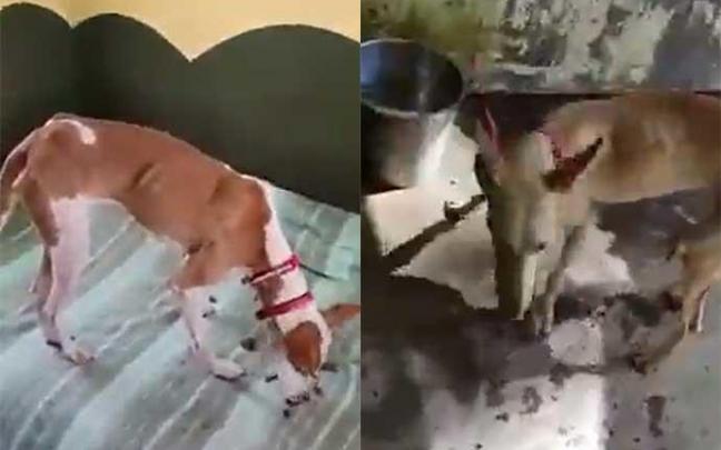 Difunden imágenes de los supuestos perros rescatados en La Palma