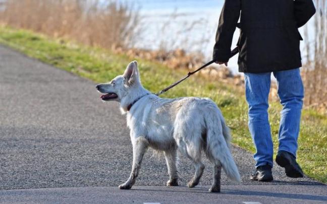 Una persona pasea a un perro. Una persona pasea a un perro.