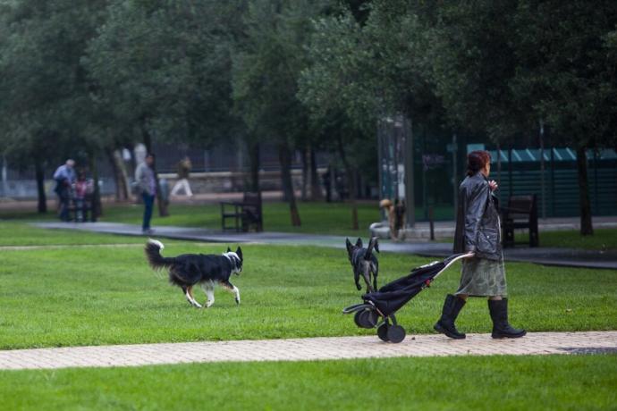 Perros jugando en el parque