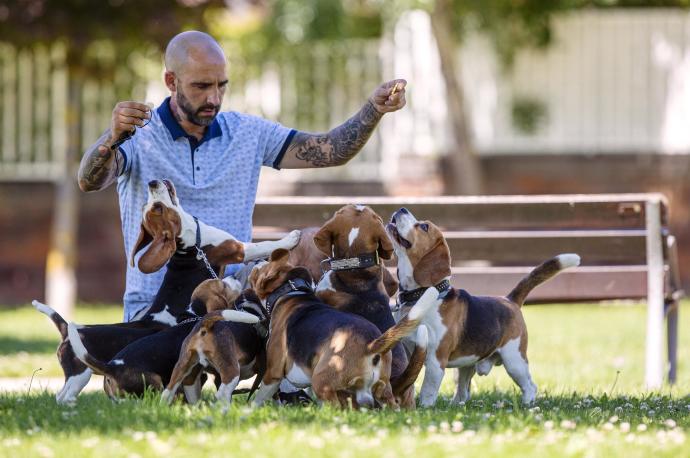 Son perros que disfrutan con la actividad.