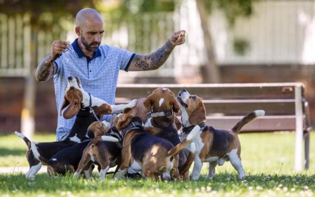 Son perros que disfrutan con la actividad.