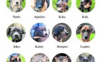Sestao busca un hogar feliz a los quince perros y gatos que mantiene. Sestao busca un hogar feliz a los quince perros y gatos que mantiene.