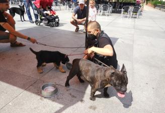 Dos perros en adopción mostrados durante una campaña en la plaza San Nikolas.