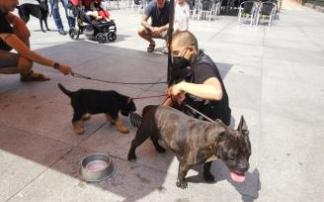 Dos perros en adopción mostrados durante una campaña en la plaza San Nikolas.