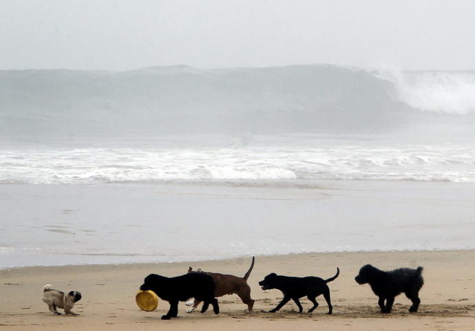 Los perros tienen vetado el acceso a las playas desde hoy en Donostia