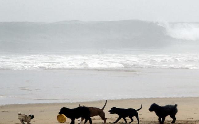 Los perros tienen vetado el acceso a las playas desde hoy en Donostia