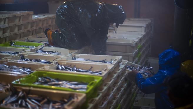 Dos arrantzales ordenando cajas de pescado en una lonja