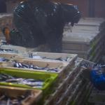 Dos arrantzales ordenando cajas de pescado en una lonja Dos arrantzales ordenando cajas de pescado en una lonja