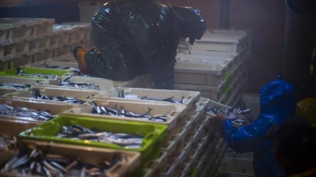 Dos arrantzales ordenando cajas de pescado en una lonja Dos arrantzales ordenando cajas de pescado en una lonja