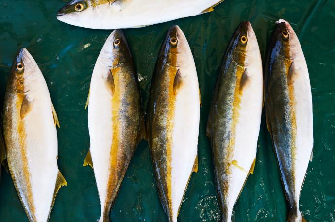 ¿Existen los pescados buenos y malos?