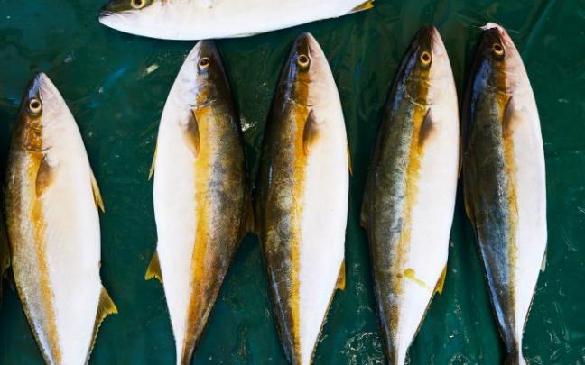 ¿Existen los pescados buenos y malos? ¿Existen los pescados buenos y malos?