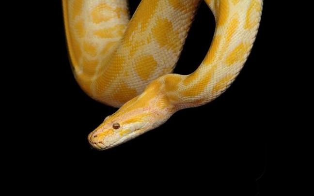 La pitón se coló por las tuberías hasta llegar al inodoro de la víctima.