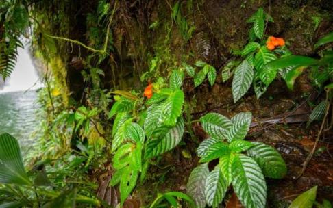 Gasteranthus extintctus se encontró creciendo junto a una cascada Gasteranthus extintctus se encontró creciendo junto a una cascada
