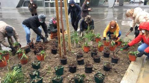 Momento de la plantación de este lunes.
