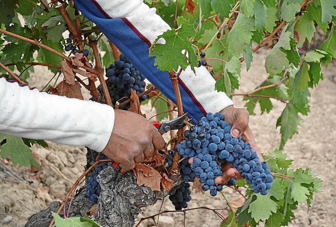 Una persona cortando un racimo de uvas. Foto: Cedida