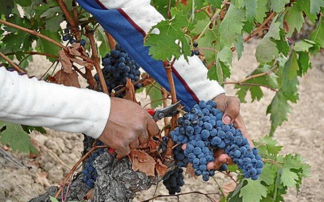 Una persona cortando un racimo de uvas. Foto: Cedida Una persona cortando un racimo de uvas. Foto: Cedida