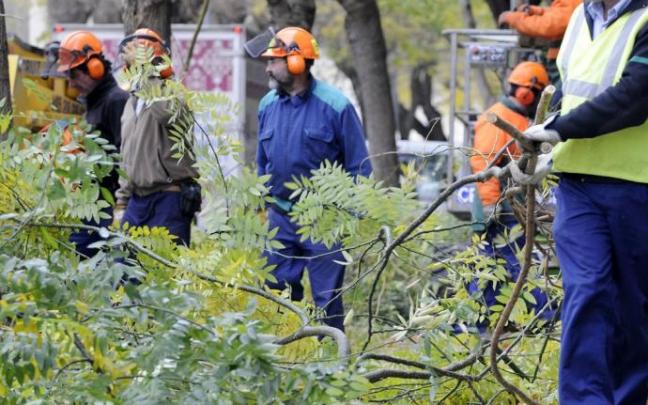 Poda de árboles en Vitoria.