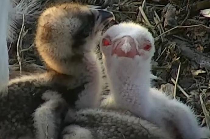 Dos de los polluelos de águila pescadora.