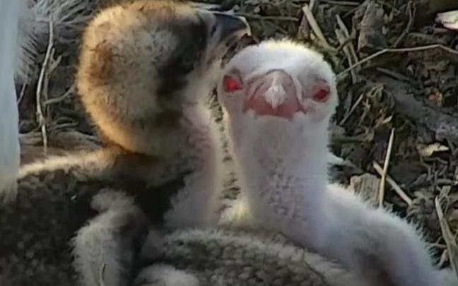 Dos de los polluelos de águila pescadora.