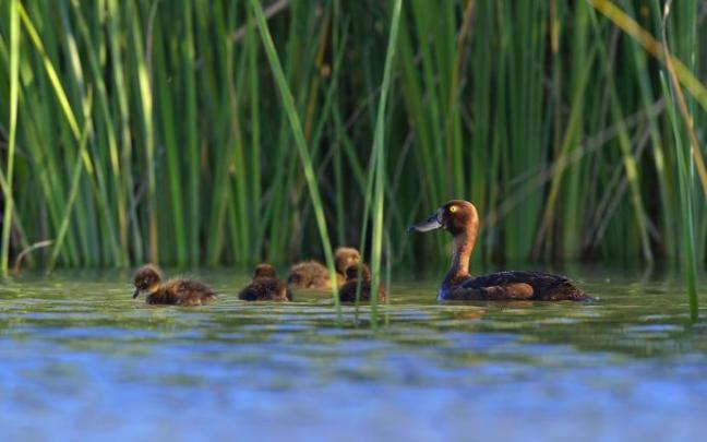 Fauna en el humedal.