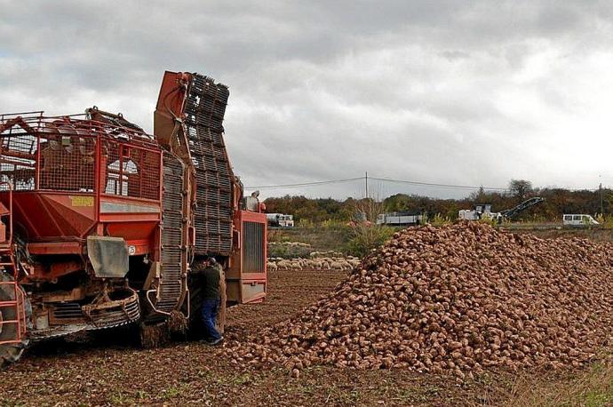 Recogida de la remolacha.