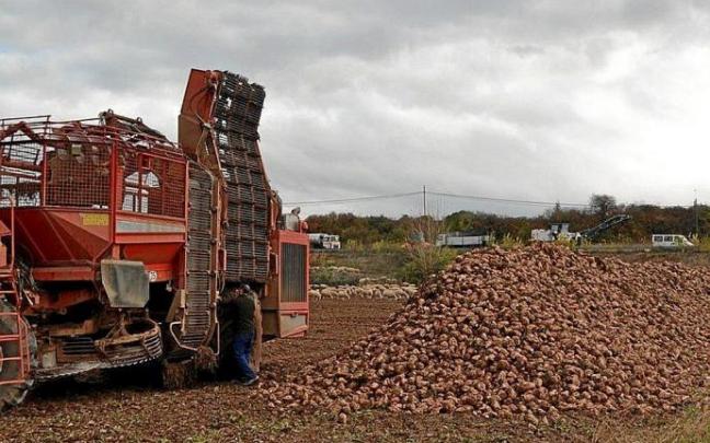 Recogida de la remolacha.