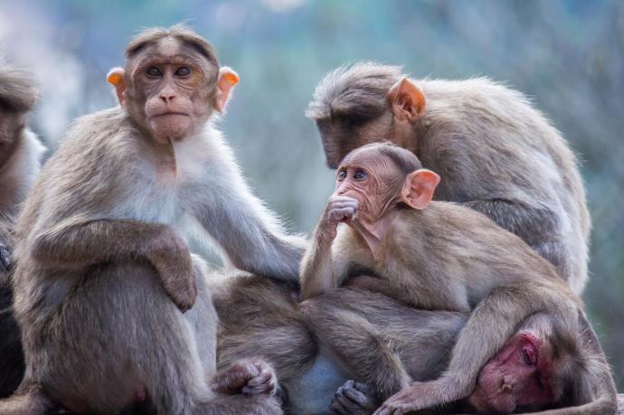 Los primates son transmisores de la viruela del mono.
