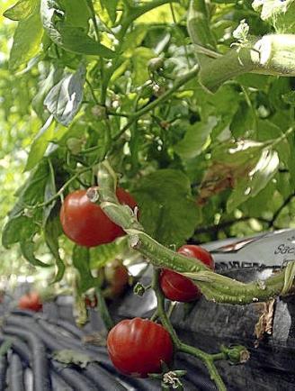 Invernadero de tomate. Foto: R. Plaza