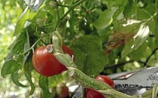 Invernadero de tomate. Foto: R. Plaza