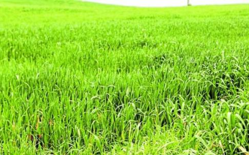 Campo de cereal en la zona de Pobes. Foto: Pilar Barco