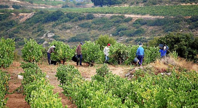 Producir uva en Rioja Alavesa cuesta casi 5.000 euros por cada hectárea