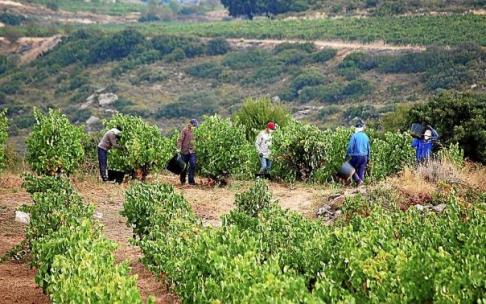 Producir uva en Rioja Alavesa cuesta casi 5.000 euros por cada hectárea