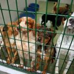 Numerosos animales siguen a la espera de un hogar
