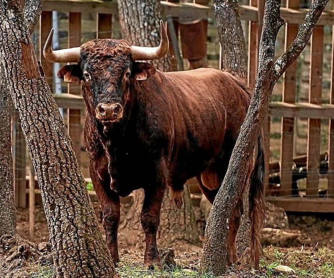 Utrero de Reta de Casta Navarra con destino a la novillada de Corella.