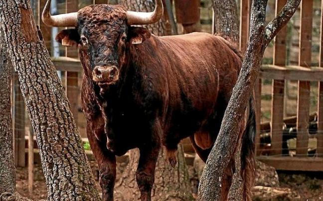 Utrero de Reta de Casta Navarra con destino a la novillada de Corella.