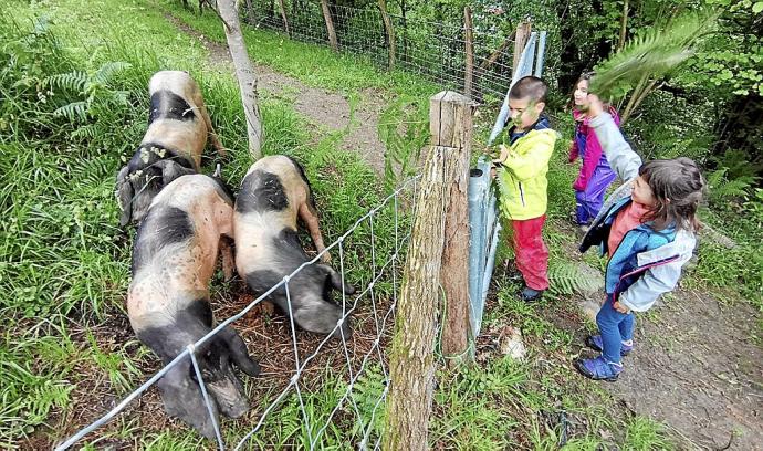 Tres menores contemplan a unos cerdos en los terrenos del 'Bosque de las ardillas'. Foto: Barren