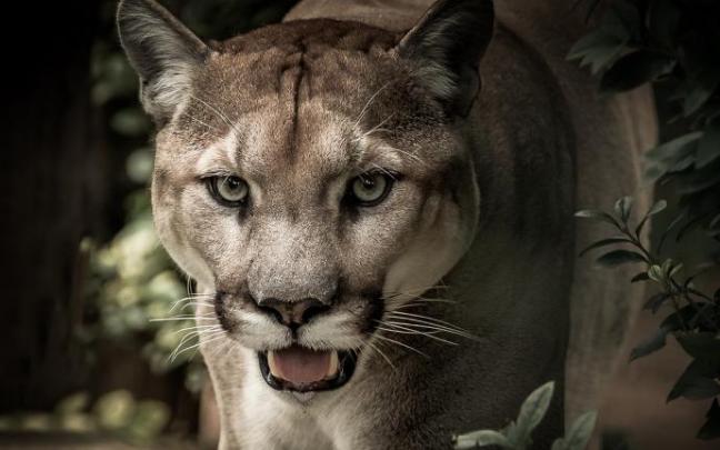 Un puma persigue a un senderista por un cañón en Utah.
