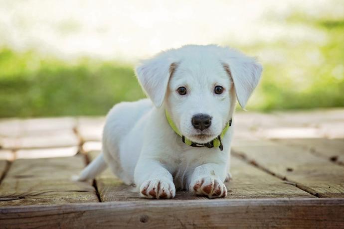 Un cachorro con collar espera a su paseo matinal.