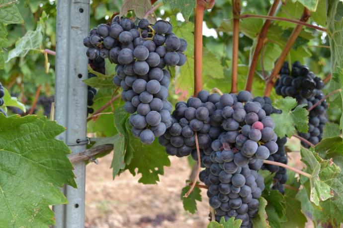 Racimo de uvas de tempranillo.