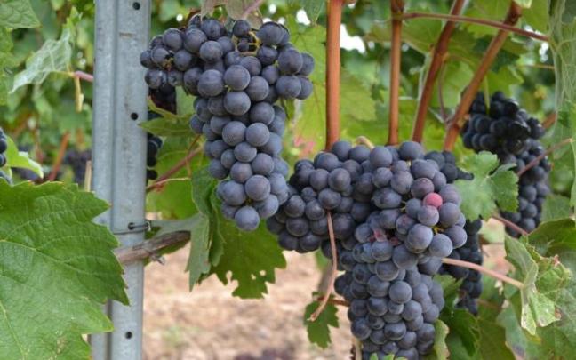 Racimo de uvas de tempranillo. Racimo de uvas de tempranillo.