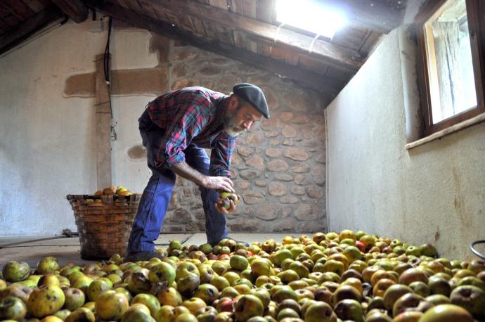 El inolvidable elizondarra Rafa Barragan (+) seleccionando manzanas para llevarlas al 'dolare' en el que serán machacadas y exprimidas.