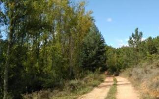 Las rutas por La Burela burgalesa combinan paisaje humanizado con bosques primigenios.